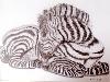 gallery/Members_Paintings/Catherine_Clapham/_thb_Young_Zebra_Graphite_45.jpg