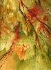 gallery/Members_Paintings/Dorothy-Pickering/_thb_AUTUMNsplendourwatercolouraa.jpg