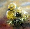 gallery/Members_Paintings/Dorothy-Pickering/_thb_Gosling_Chick_Pastel_2.jpg