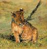 gallery/Members_Paintings/Dorothy-Pickering/_thb_Playful_Lion_Cub_Pastel_2aa.jpg