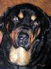 gallery/Members_Paintings/Dorothy-Pickering/_thb_Rottweiler_commission.jpg