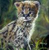 gallery/Members_Paintings/Dorothy-Pickering/_thb_Young_Serval_Pastel.jpg