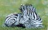 gallery/Members_Paintings/Dorothy-Pickering/_thb_Zebra_Foal_Pastelaa.jpg