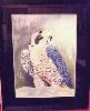 gallery/Members_Paintings/Irene_Scott/_thb_Peregrine_Falconaa.jpg