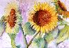 gallery/Members_Paintings/Jen_Johnson/_thb_00Jen%20JohnsonSearching_for_the_sun.jpg