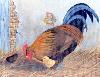 gallery/Members_Paintings/Mary_Needham/_thb_cockerel1.jpg