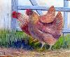 gallery/Members_Paintings/Mary_Needham/_thb_cockerel2.jpg