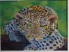 gallery/Members_Paintings/Sue_Blackwell/_thb_leopard_sheep_001AA.jpg